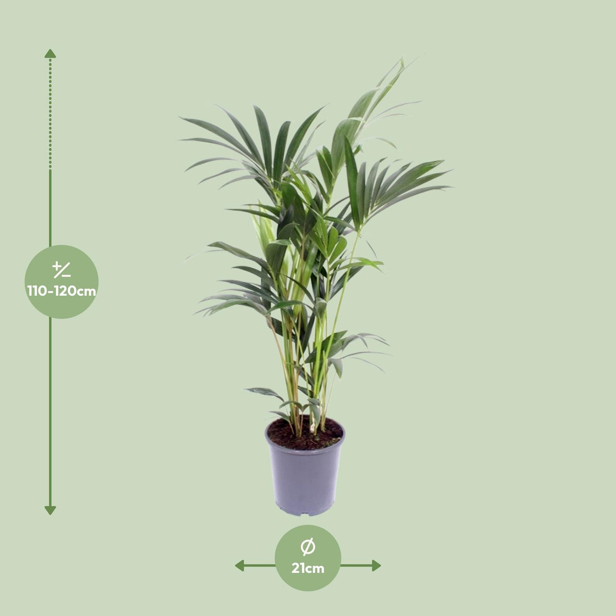 Howea Forsteriana (Kentia) - Ø21cm - ↕120cm