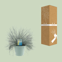 Festuca glauca Intense Blue® - Ø17cm - ↕35cm