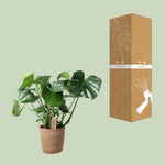 Load image into Gallery viewer, Monstera In Natural Basket - Ø21cm - ↕60cm