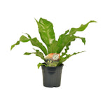 Load image into Gallery viewer, Asplenium nidus - Ø17cm - ↕60cm
