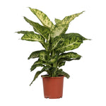 Load image into Gallery viewer, Dieffenbachia seguine &#39;Mars&#39; - Ø17cm - ↕50cm
