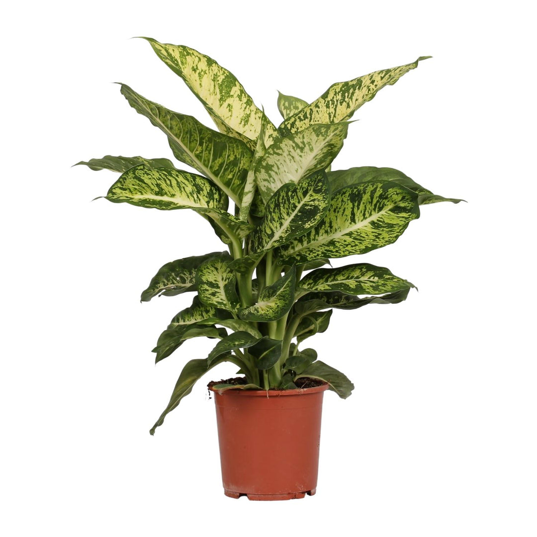 Dieffenbachia seguine 'Mars' - Ø17cm - ↕50cm