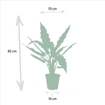 Load image into Gallery viewer, Tropical Duo - Alocasia zebrina - Ø19cm - ↕75cm + Alocasia lauterbachiana - Ø19cm - ↕75cm