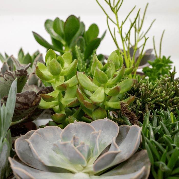 Succulent Mix - 18 plants - Ø8,5cm - ↕10cm
