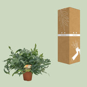 Phlebodium aureum 'Blue Star' - Ø17cm - ↕60cm