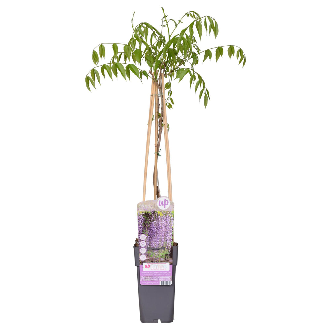 Wisteria floribunda 'Naga Noda' - Ø15cm - ↕65cm