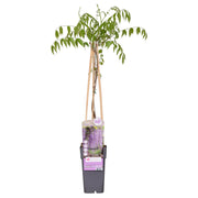 Wisteria floribunda 'Naga Noda' - Ø15cm - ↕65cm
