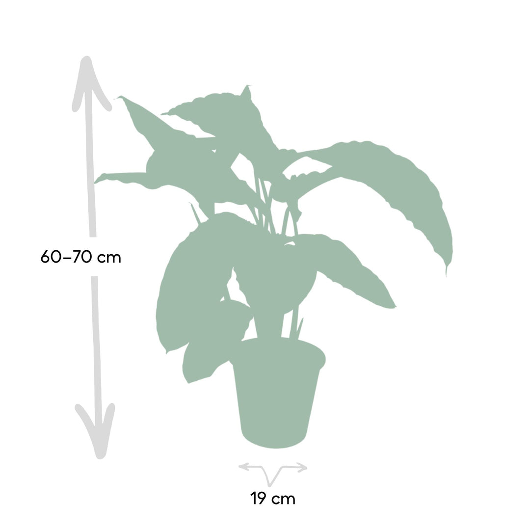 Calathea warscewiczii (Peacock plant) - Ø19cm - ↕70cm
