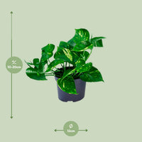 Epipremnum aureum  - Ø12cm - ↕20cm
