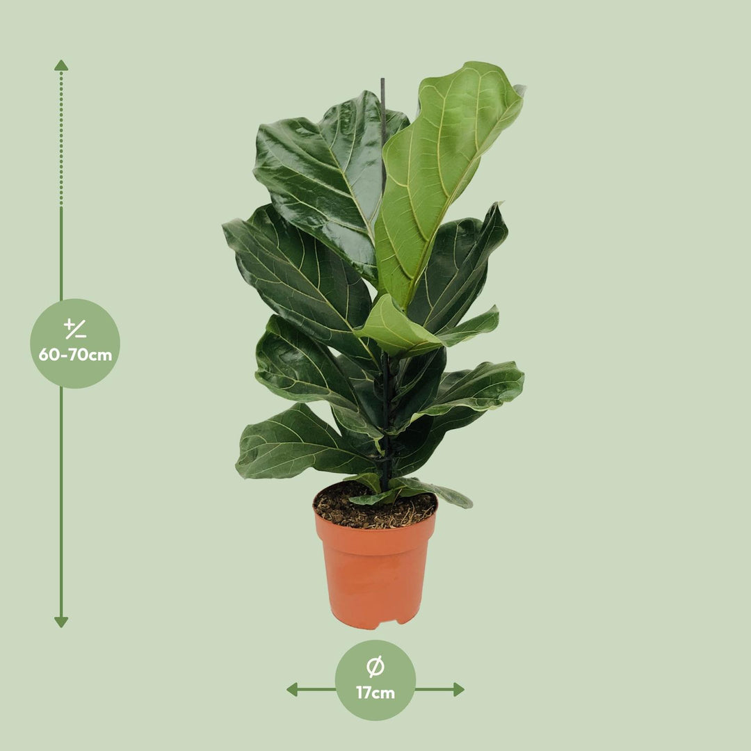 Ficus lyrata - Ø17cm - ↕70cm