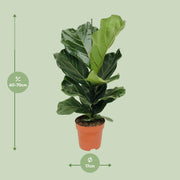 Ficus lyrata - Ø17cm - ↕70cm