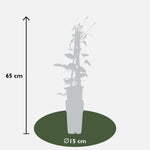 Load image into Gallery viewer, Clematis Rouge Cardinal - 4 plants - ↨65cm - Ø15
