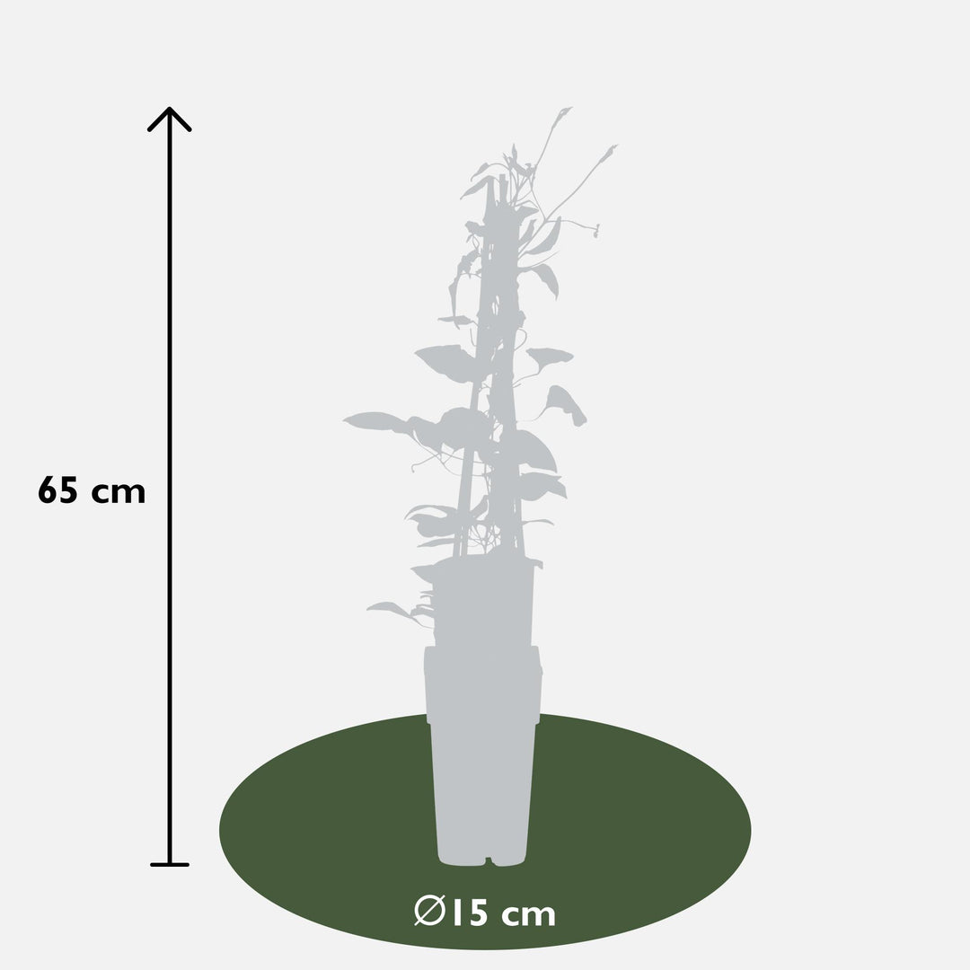 Clematis Rouge Cardinal - 4 plants - ↨65cm - Ø15