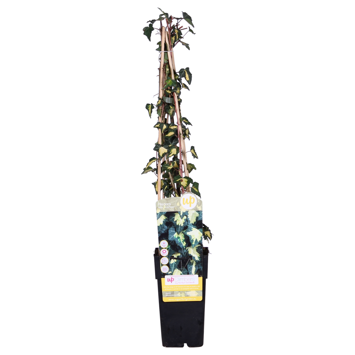 Hedera helix 'Goldheart' - 4 piante - ↨65cm - Ø15