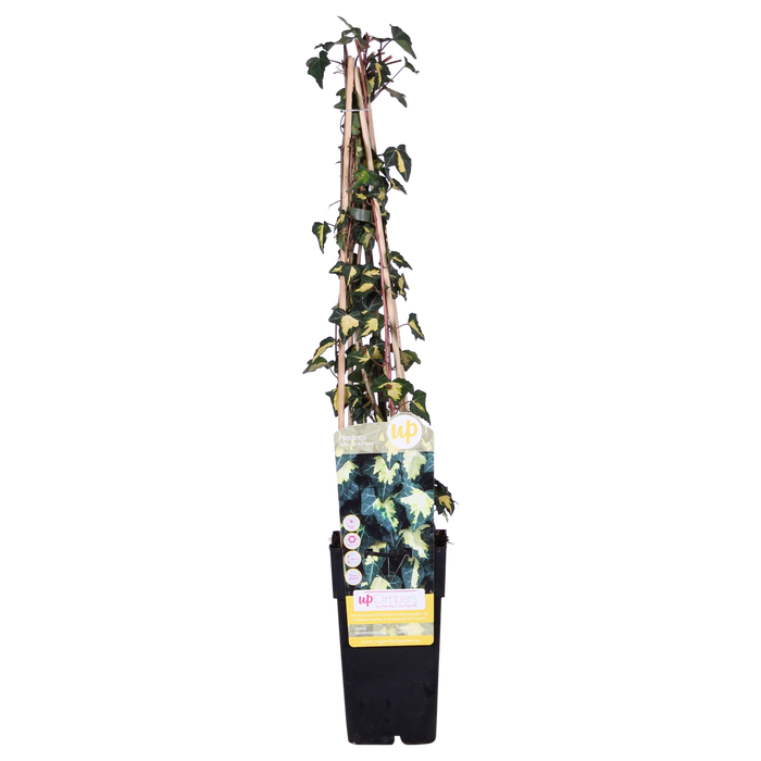 Hedera helix 'Goldheart' - 4 plants - ↨65cm - Ø15