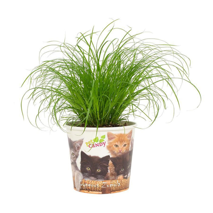 Cyperus Zumula indoor plant pot in a Beker Pet Candy Cat pot, perfect for indoor greenery and compact spaces.