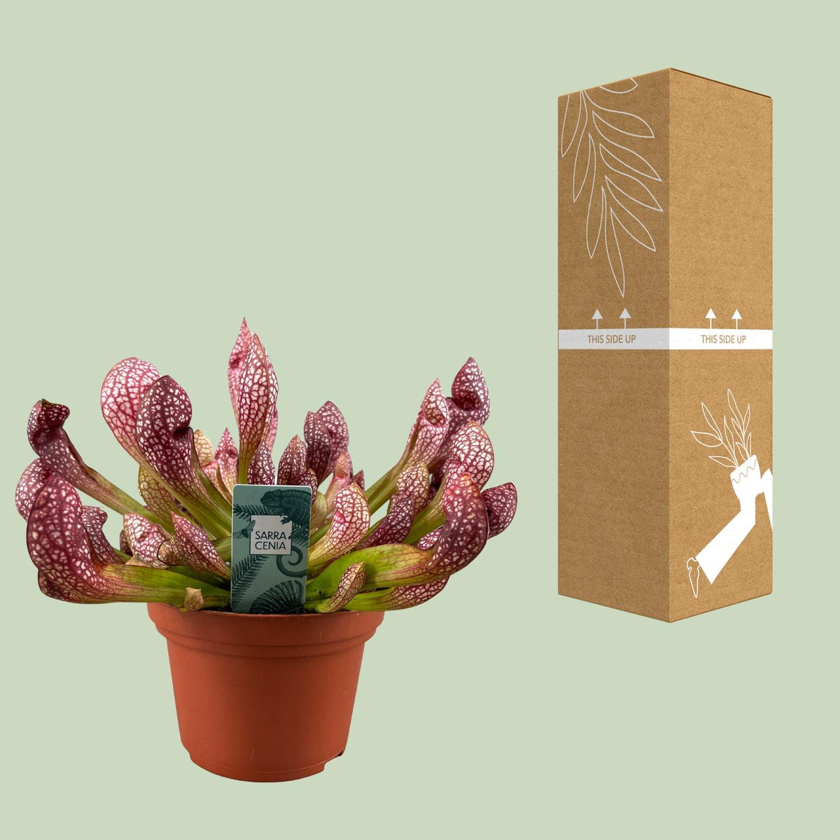 Sarracenia 'Scarlet Belle' - Ø12cm - ↕40cm