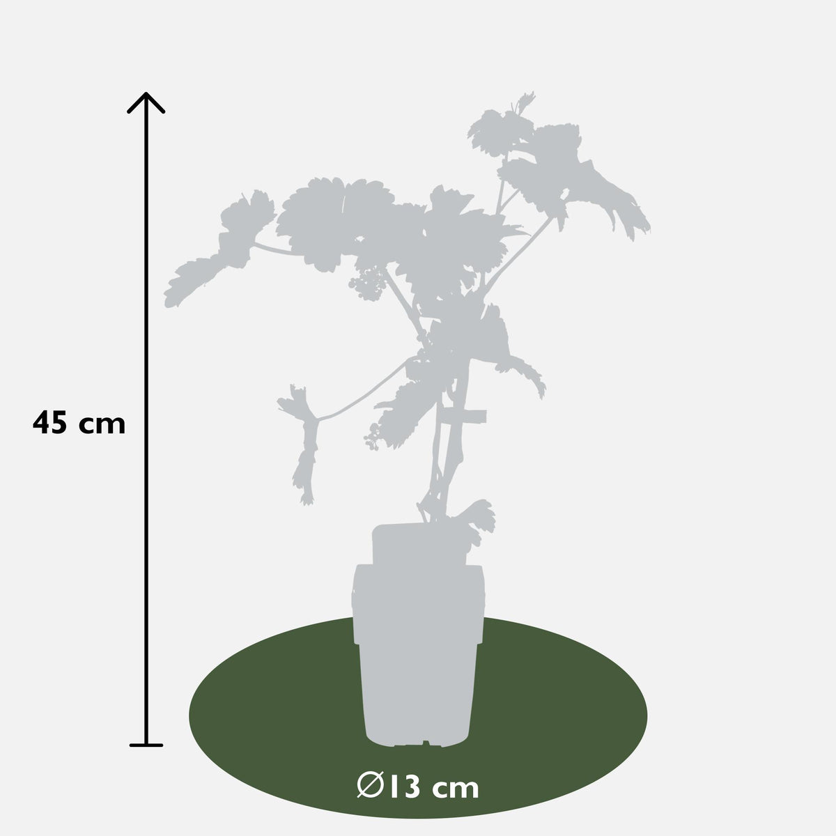 Vitis vinifera 'Johanniter' (Vite) - Ø13cm - ↕45cm