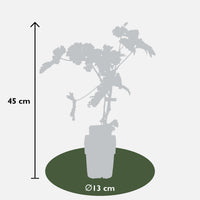 Vitis vinifera 'Johanniter' (Vite) - Ø13cm - ↕45cm