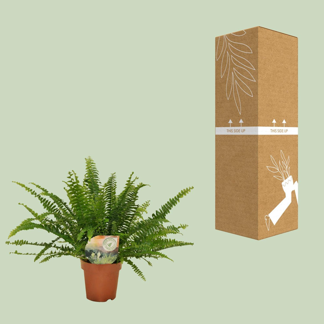 Nephrolepis exaltata 'Green Lady' - Ø12cm - ↕30cm