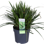 Load image into Gallery viewer, Carex morrowii &#39;Ice Dance&#39; - 3 pieces - Ø14 - ↨30cm
