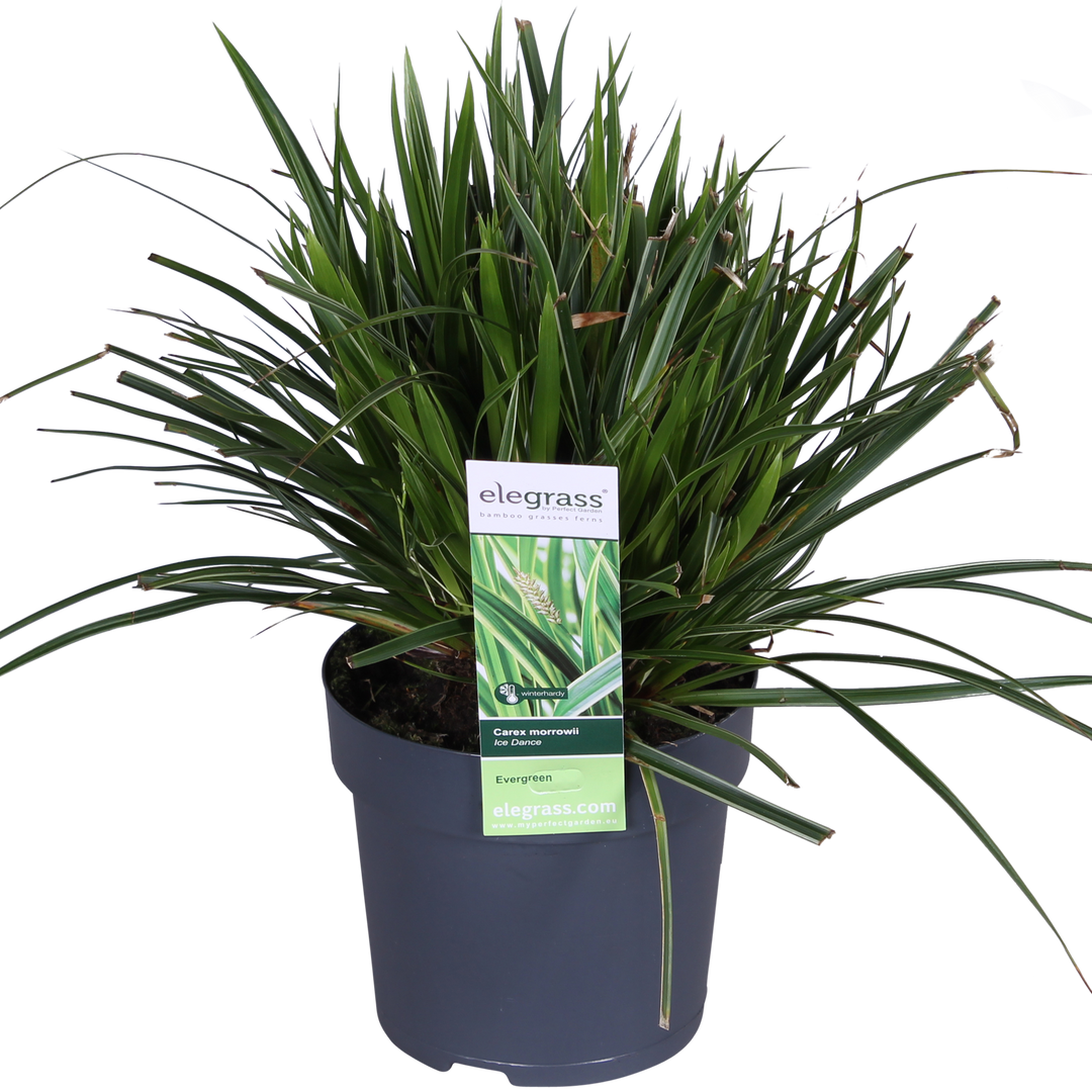 Carex morrowii 'Ice Dance' - 3 pieces - Ø14 - ↨30cm