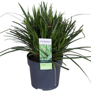 Carex morrowii 'Ice Dance' - 3 pieces - Ø14 - ↨30cm