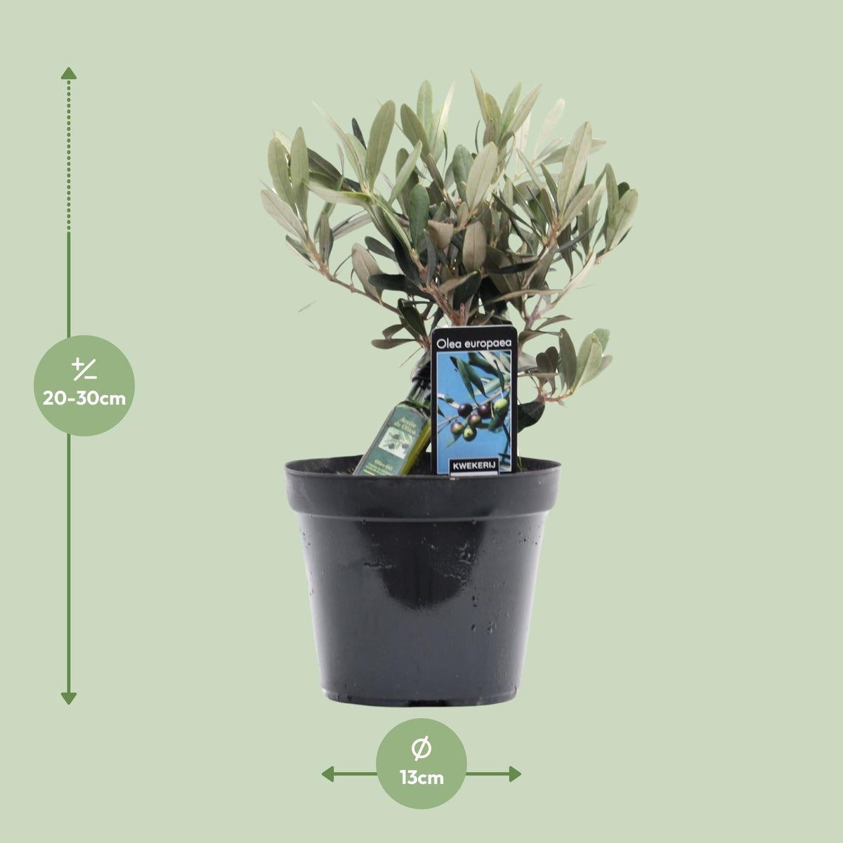 Olea europaea (Olive Tree) - Ø13cm - ↕25cm