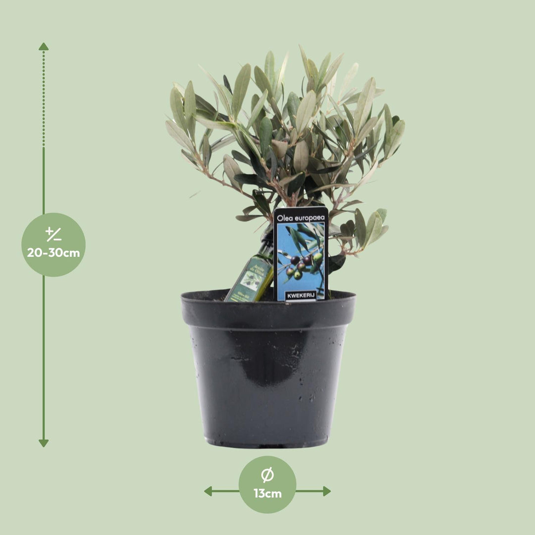 Olea europaea (Olive Tree) - Ø13cm - ↕25cm