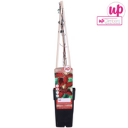 Clematis 'Niobe' - Ø15 - ↨65cm