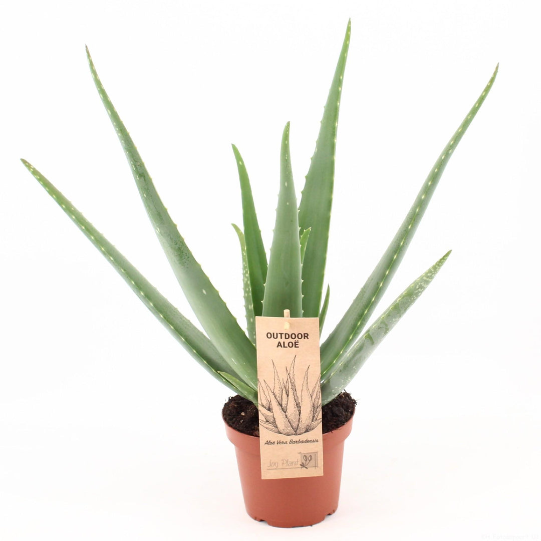Aloe vera - Ø14cm - ↕45cm