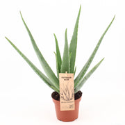 Aloe vera - Ø14cm - ↕45cm