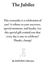 Load image into Gallery viewer, Ctenanthe Burle Marxii Gift "The Jubilee" WITH GREETING CARD! - Ø12cm - ↕25cm