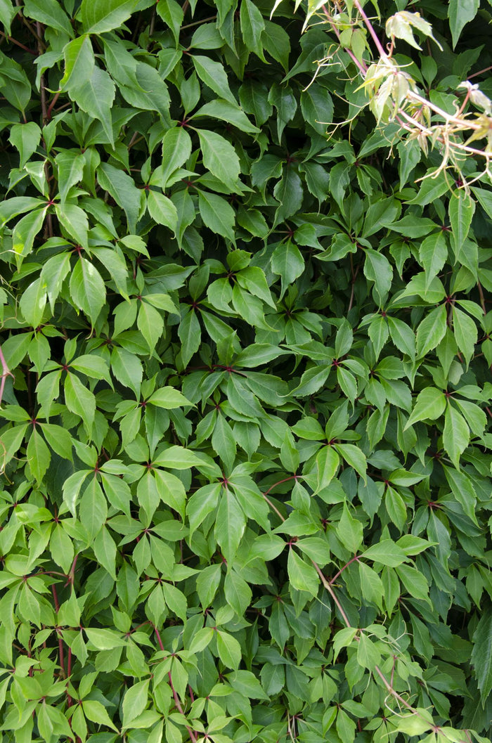 Parthenocissus q. var. 'Engelmannii' - 4 plants - Ø15 - ↨65cm