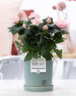 Load image into Gallery viewer, Rosa Light Pink In P&amp;PURE Lauren Ceramics - Ø12cm - ↕30cm