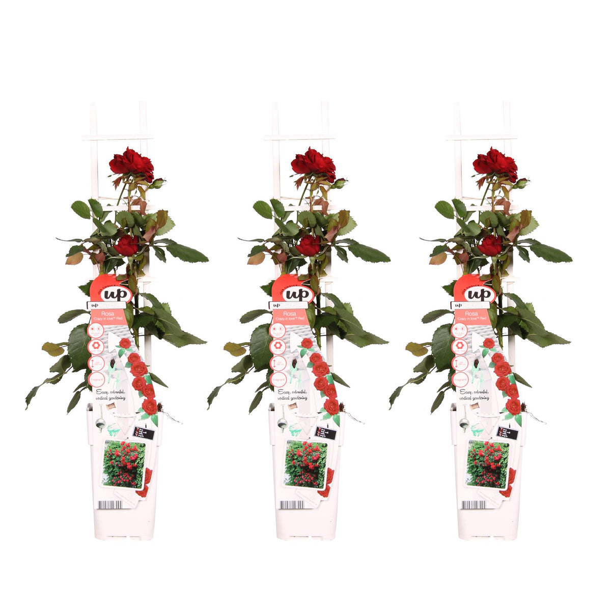 Rosa 'Crazy in love Red', Rossa - 3 piante - Ø15 - ↨65cm