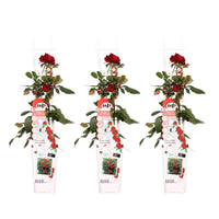 Rosa 'Crazy in love Red', Rossa - 3 piante - Ø15 - ↨65cm