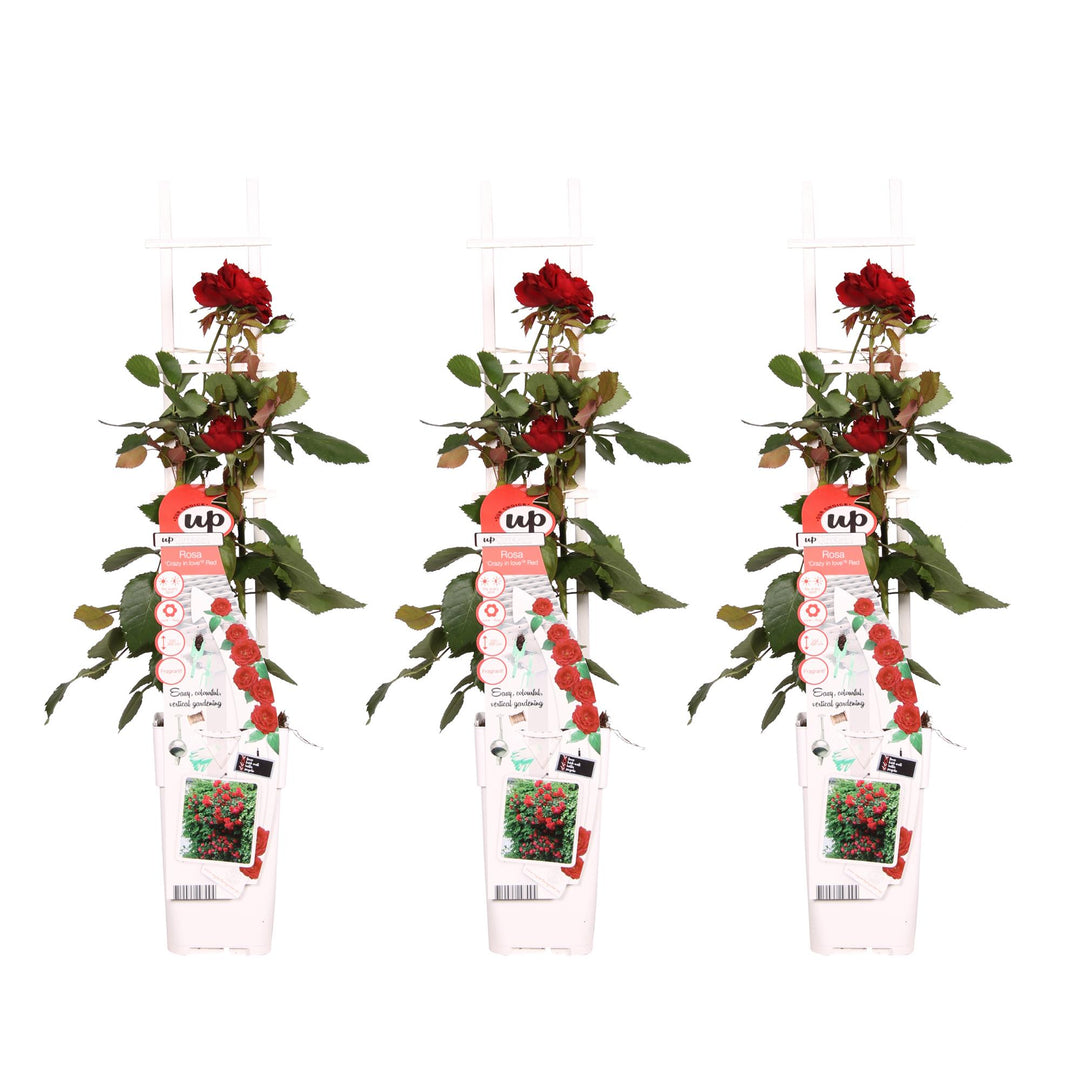 Rosa Crazy in love 'Red' - 3 pieces - ↨65cm - Ø15