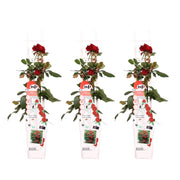 Rosa Crazy in love 'Red' - 3 pieces - ↨65cm - Ø15