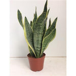 Load image into Gallery viewer, Sansevieria futura &#39;Superba&#39; - Ø14cm - ↕40cm
