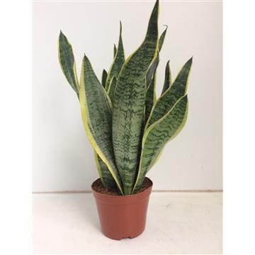 Sansevieria futura 'Superba' - Ø14cm - ↕40cm