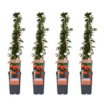 Load image into Gallery viewer, Pyracantha &#39;Orange Glow&#39; - ↨65cm - Ø15
