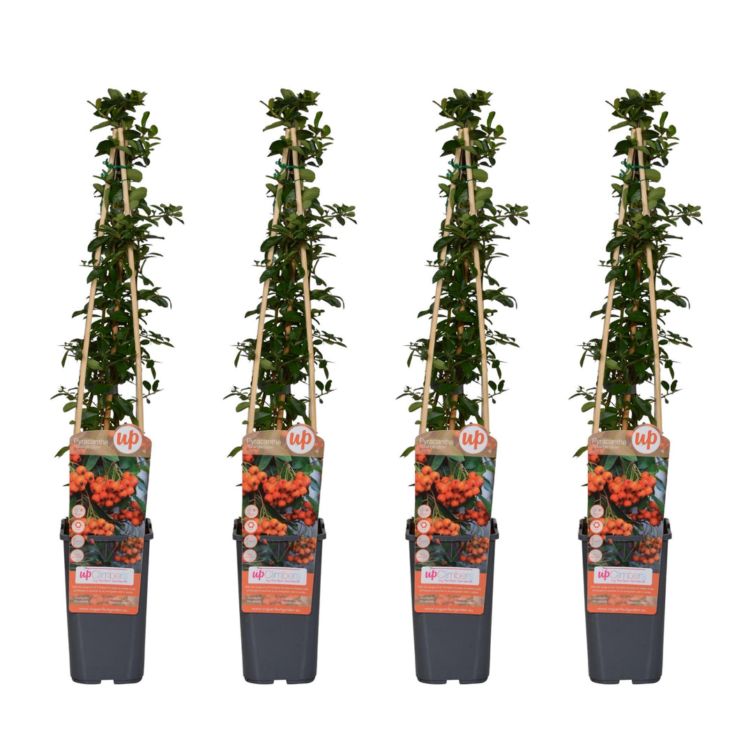Pyracantha 'Orange Glow' - ↨65cm - Ø15