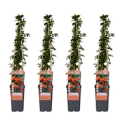 Pyracantha 'Orange Glow' - ↨65cm - Ø15