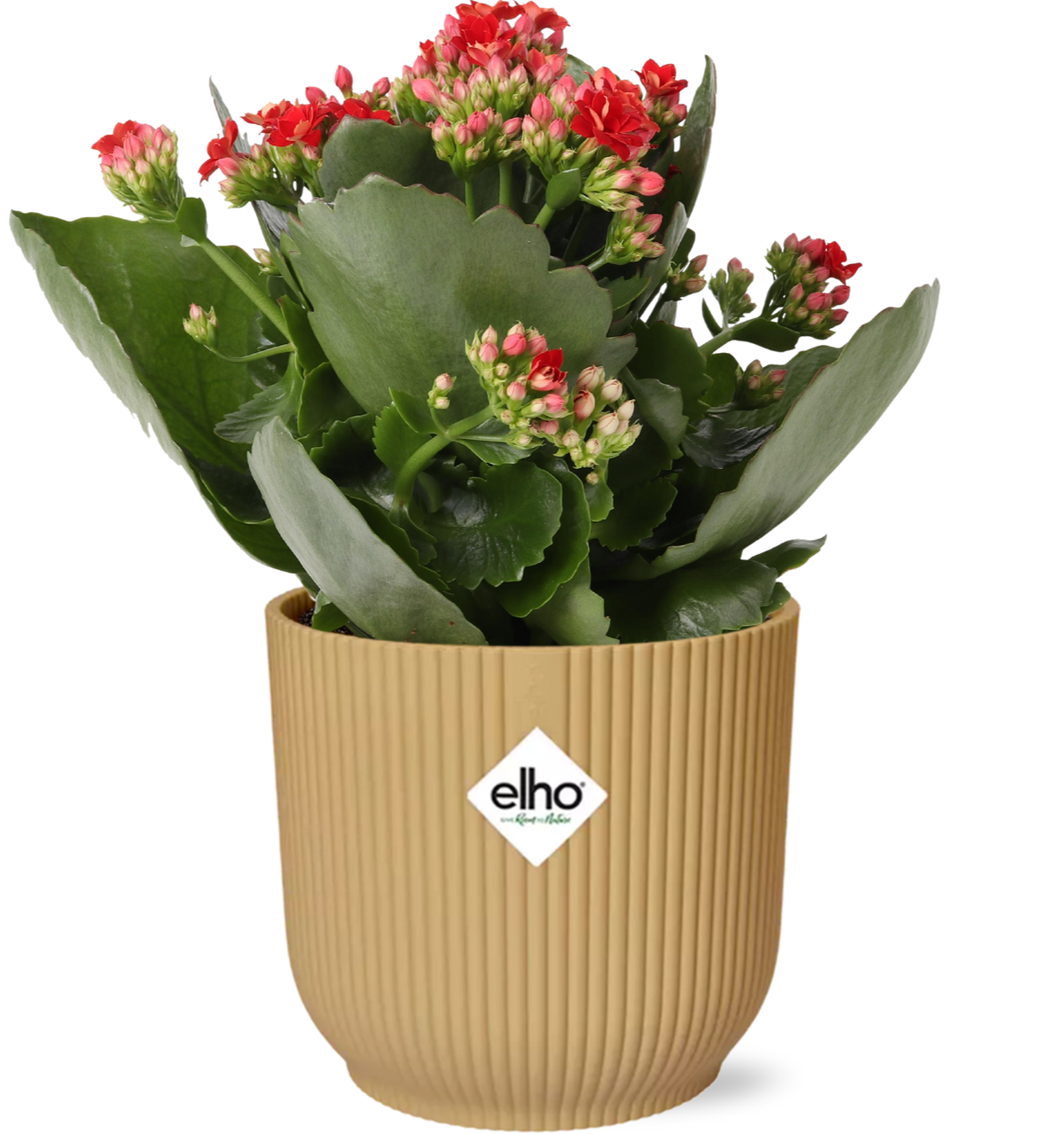 Kalanchoe blossfeldiana 'Rosalina Don Justino', Rosso, in vaso ELHO Vibes Fold pot, Giallo, Ø14cm