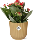 Load image into Gallery viewer, Kalanchoe blossfeldiana 'Rosalina Don Justino', Red, in ELHO Vibes Fold pot, Yellow, Ø14cm