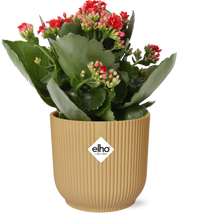 Kalanchoe blossfeldiana 'Rosalina Don Justino', Rosso, in vaso ELHO Vibes Fold pot, Giallo, Ø14cm