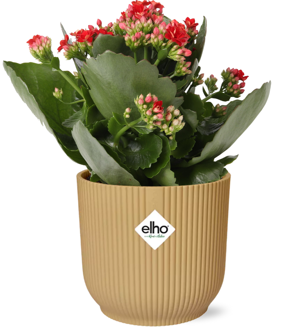 Kalanchoe blossfeldiana 'Rosalina Don Justino', Red, in ELHO Vibes Fold pot, Yellow, Ø14cm