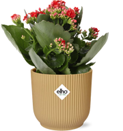 Kalanchoe blossfeldiana 'Rosalina Don Justino', Red, in ELHO Vibes Fold pot, Yellow, Ø14cm