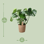 Load image into Gallery viewer, Monstera In Natural Basket - Ø21cm - ↕60cm